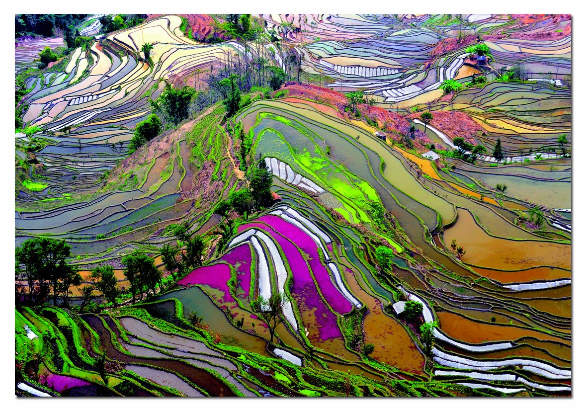 educa-15156-reisfelder-china-puzzle-1000-teile-landschaft image 1