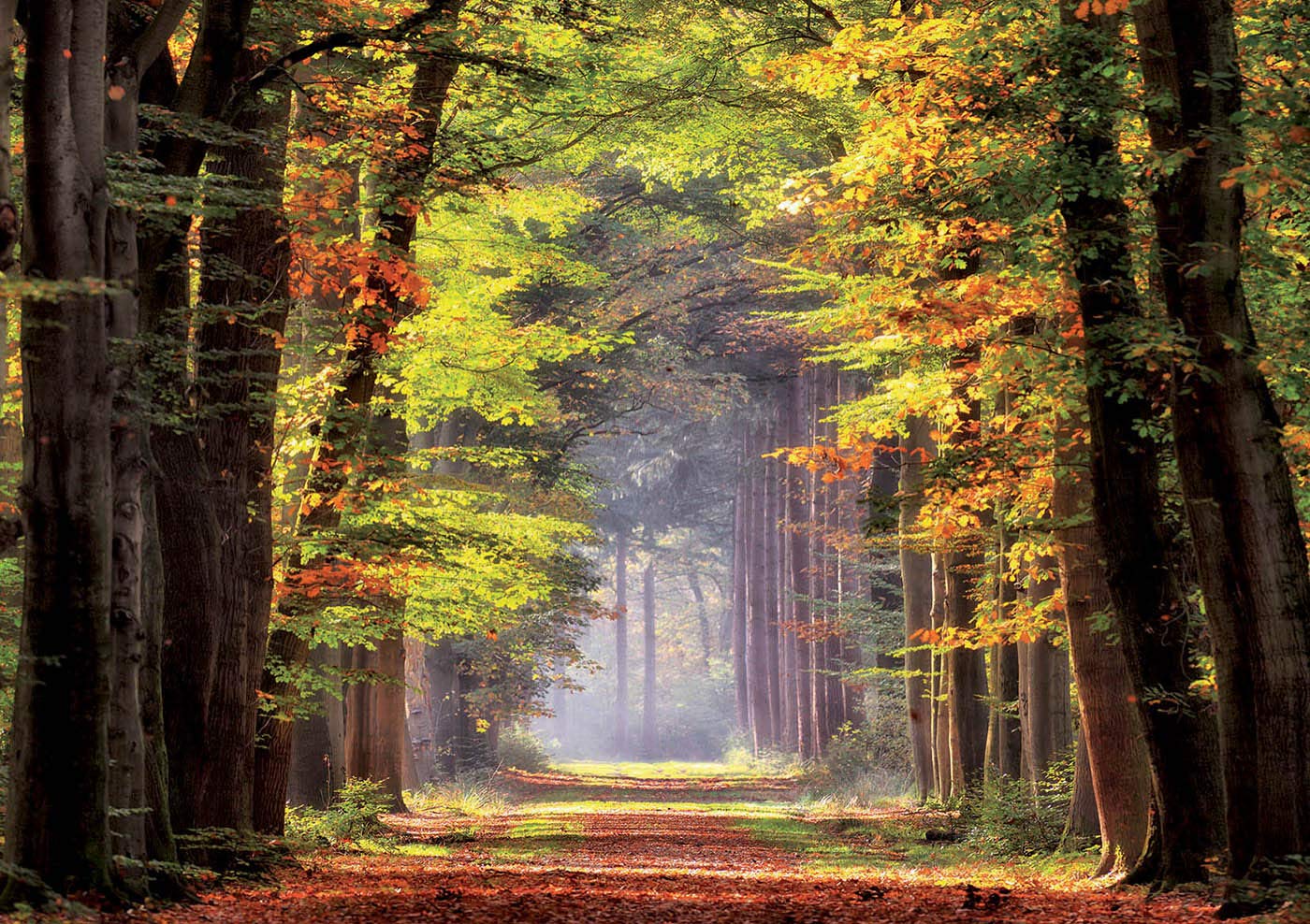 educa-19021-herbstwald-puzzle-1000-teile-48x68-cm-ab-10-j image 2