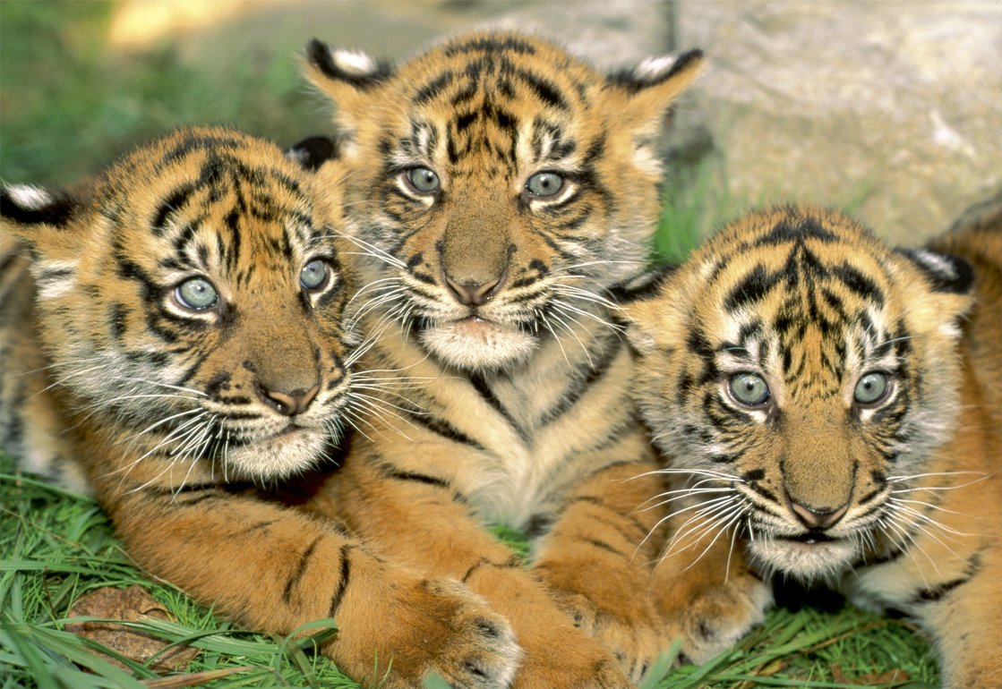 educa-tigerbabies-500-teile-puzzle-tiger-15965 image 2
