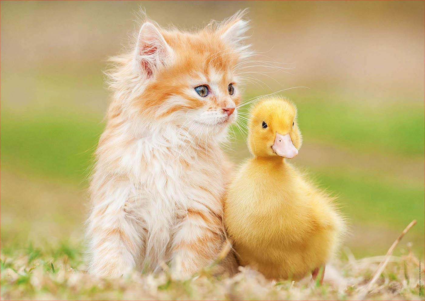 educa-18467-niedliche-freunde-puzzle-500-teile-katze image 2