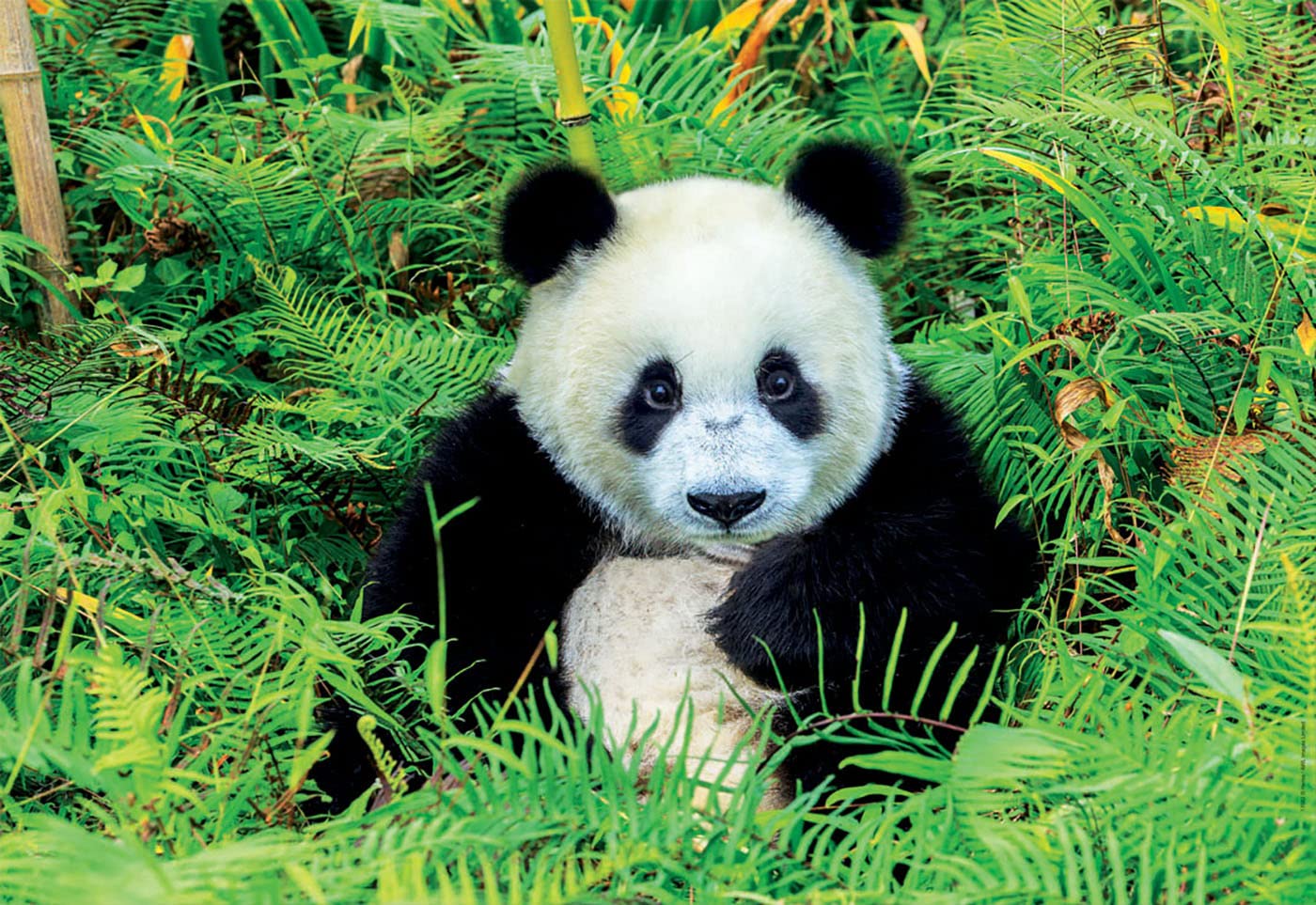 educa-17082-panda-bear-puzzle-500-teile-48x34 image 2