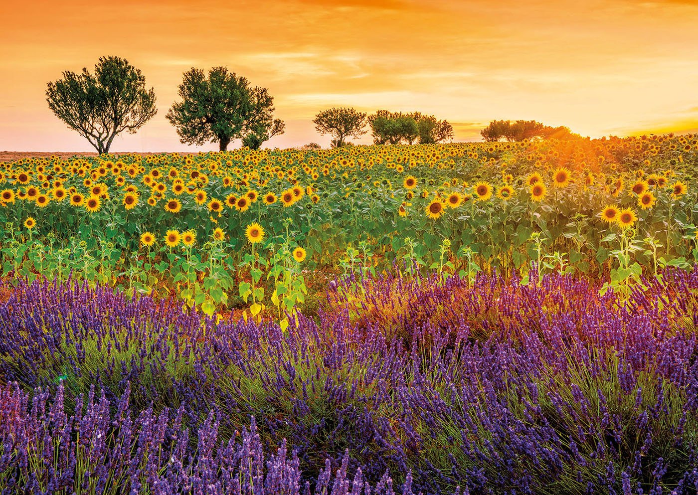 educa-17669-sonnenblumen-lavendel-puzzle-1500-teile image 2