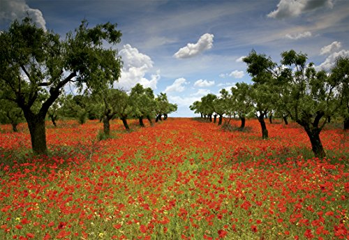 educa-15992-mohnfeld-puzzle-1000-teile-blumen image 4