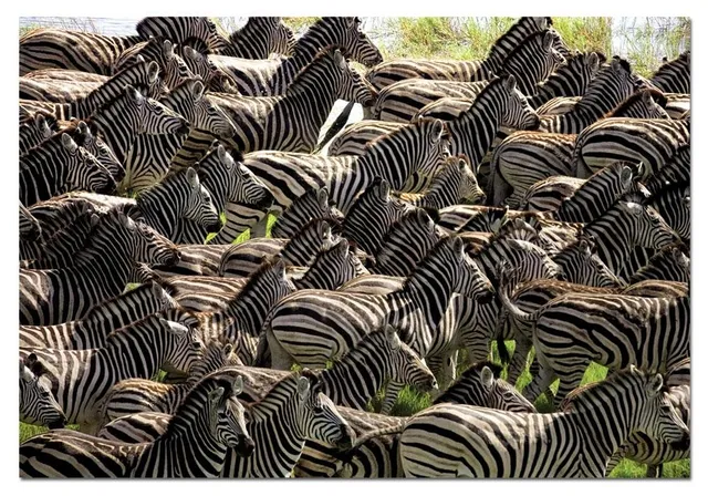 educa-zebra-manada-500-teile-puzzle-tiermotiv-mit-kleber image 1