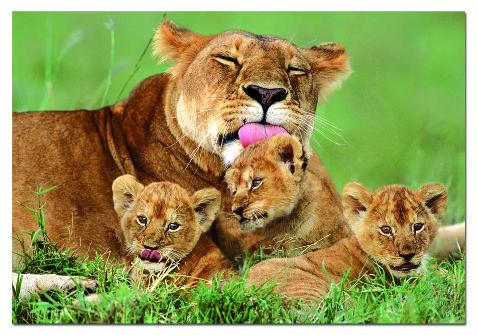 educa-l-win-mit-jungen-puzzle-500-teile-14111-tiere image 1
