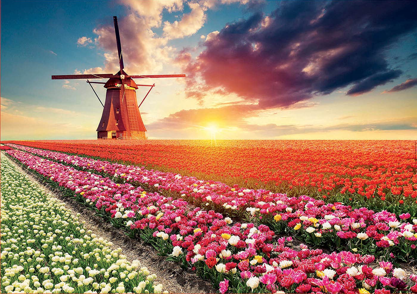 educa-tulpen-landschaft-18465-puzzle-1500-teile-holland image 3