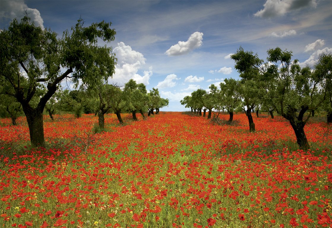 educa-15992-mohnfeld-puzzle-1000-teile-blumen image 2