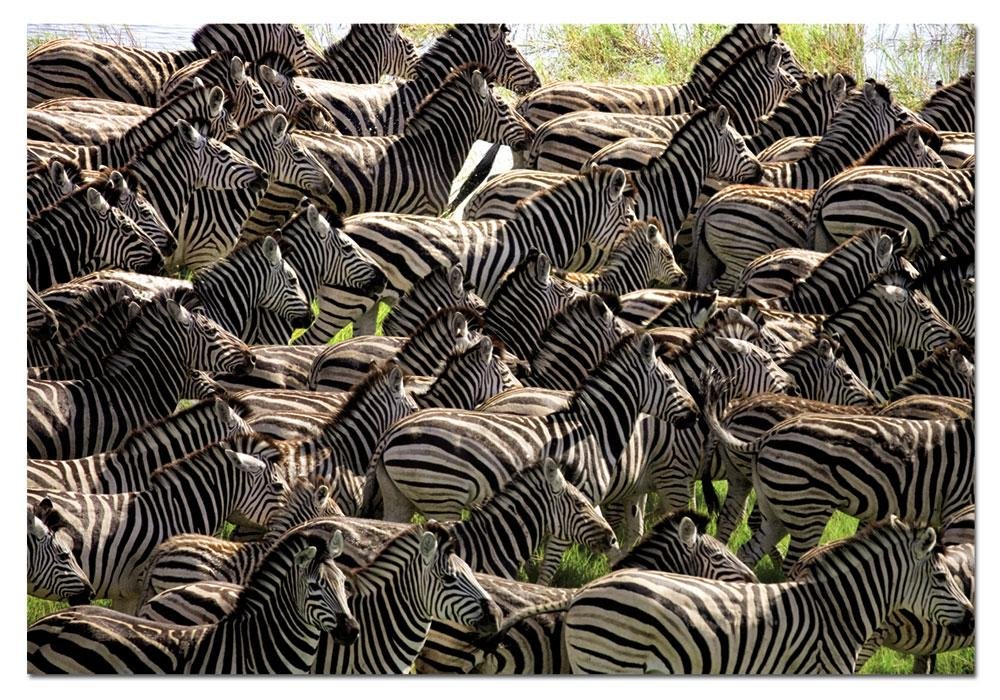 educa-zebra-manada-500-teile-puzzle-tiermotiv-mit-kleber image 1