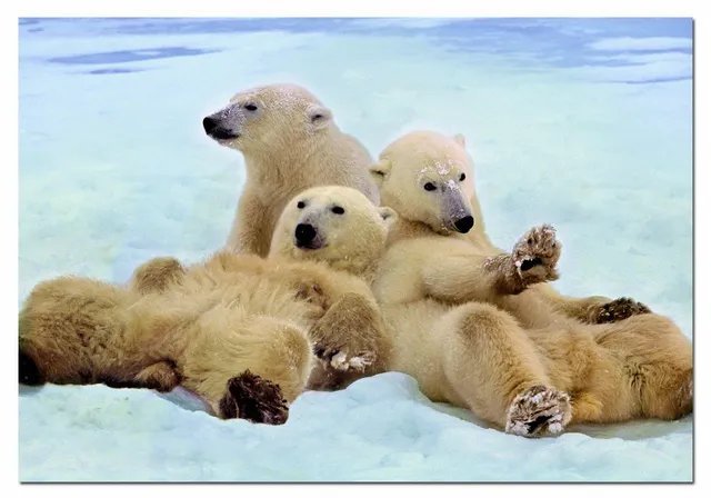 educa-eisb-ren-500-teile-puzzle-tiere-arktis image 1