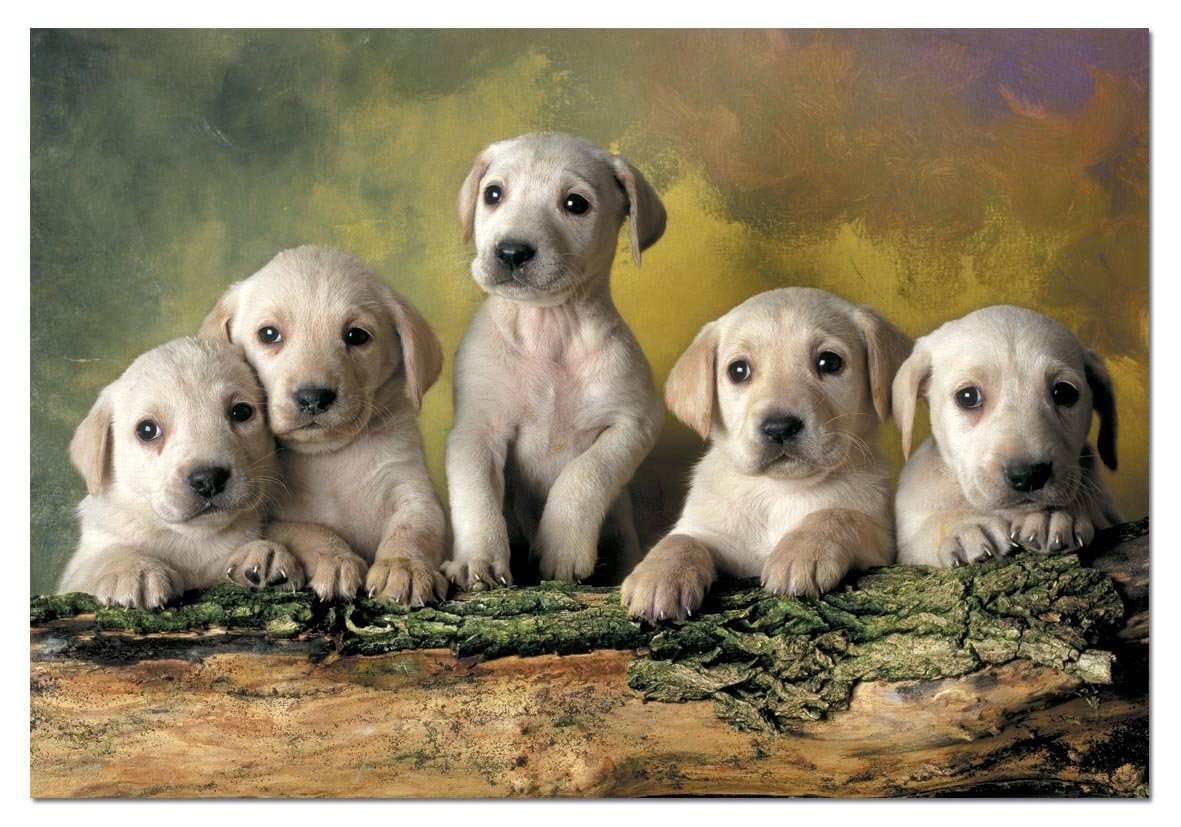 educa-baby-labradors-puzzle-500-teile-hundewelpen image 2