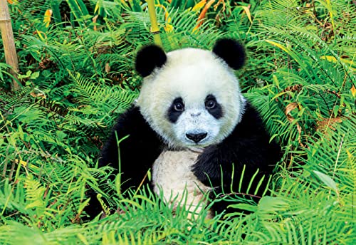 educa-17082-panda-bear-puzzle-500-teile-48x34 image 6